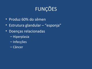 FUNÇÕES
• Produz 60% do sêmen
• Estrutura glandular – “esponja”
• Doenças relacionadas
– Hiperplasia
– Infecções
– Câncer

 