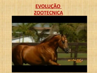 EVOLUÇÃO 
ZOOTECNICA 
 