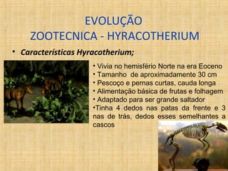 EVOLUÇÃO 
ZOOTECNICA - HYRACOTHERIUM 
• Características Hyracotherium; 
• Vivia no hemisfério Norte na era Eoceno 
• Tamanho de aproximadamente 30 cm 
• Pescoço e pernas curtas, cauda longa 
• Alimentação básica de frutas e folhagem 
• Adaptado para ser grande saltador 
•Tinha 4 dedos nas patas da frente e 3 
nas de trás, dedos esses semelhantes a 
cascos 
 