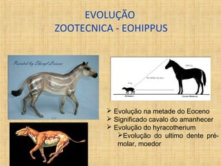EVOLUÇÃO 
ZOOTECNICA - EOHIPPUS 
 Evolução na metade do Eoceno 
 Significado cavalo do amanhecer 
 Evolução do hyracotherium 
Evolução do ultimo dente pré-molar, 
moedor 
 