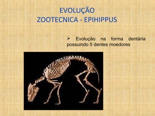 EVOLUÇÃO 
ZOOTECNICA - EPIHIPPUS 
 Evolução na forma dentária 
possuindo 5 dentes moedores 
 