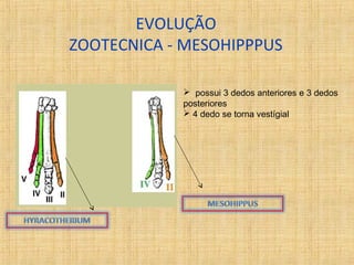 EVOLUÇÃO 
ZOOTECNICA - MESOHIPPPUS 
 possui 3 dedos anteriores e 3 dedos 
posteriores 
 4 dedo se torna vestígial 
 
