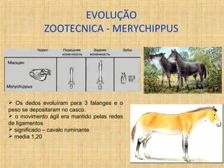 EVOLUÇÃO 
ZOOTECNICA - MERYCHIPPUS 
 Os dedos evoluíram para 3 falanges e o 
peso se depositaram no casco. 
 o movimento ágil era mantido pelas redes 
de ligamentos 
 significado – cavalo ruminante 
 media 1,20 
 