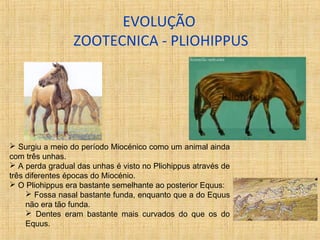 EVOLUÇÃO 
ZOOTECNICA - PLIOHIPPUS 
 Surgiu a meio do período Miocénico como um animal ainda 
com três unhas. 
 A perda gradual das unhas é visto no Pliohippus através de 
três diferentes épocas do Miocénio. 
 O Pliohippus era bastante semelhante ao posterior Equus: 
 Fossa nasal bastante funda, enquanto que a do Equus 
não era tão funda. 
 Dentes eram bastante mais curvados do que os do 
Equus. 
 
