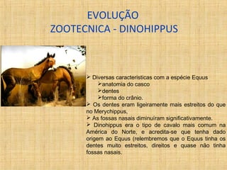 EVOLUÇÃO 
ZOOTECNICA - DINOHIPPUS 
 Diversas caracteristicas com a espécie Equus 
anatomia do casco 
dentes 
forma do crânio. 
 Os dentes eram ligeiramente mais estreitos do que 
no Merychippus, 
 As fossas nasais diminuíram significativamente. 
 Dinohippus era o tipo de cavalo mais comum na 
América do Norte, e acredita-se que tenha dado 
origem ao Equus (relembremos que o Equus tinha os 
dentes muito estreitos, direitos e quase não tinha 
fossas nasais. 
 