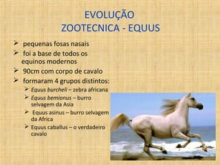 EVOLUÇÃO 
ZOOTECNICA - EQUUS 
 pequenas fosas nasais 
 foi a base de todos os 
equinos modernos 
 90cm com corpo de cavalo 
 formaram 4 grupos distintos: 
 Equus burcheli – zebra africana 
 Equus bemionus – burro 
selvagem da Asia 
 Equus asinus – burro selvagem 
da Africa 
 Equus caballus – o verdadeiro 
cavalo 
 