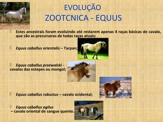 EVOLUÇÃO 
ZOOTCNICA - EQUUS 
 Estes ancestrais foram evoluindo até restarem apenas 4 raças básicas de cavalo, 
que são as precursoras de todas raças atuais: 
 Equus caballus orientalis – Tarpan; 
 Equus caballus przewalski - 
cavalos das estepes ou mongol; 
 Equus caballus robustus – cavalo ocidental; 
 Equus caballus agilus 
– cavalo oriental de sangue quente. 
 
