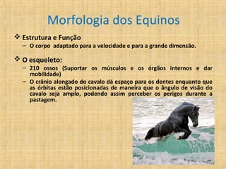 Morfologia dos Equinos 
Estrutura e Função 
– O corpo adaptado para a velocidade e para a grande dimensão. 
O esqueleto: 
– 210 ossos (Suportar os músculos e os órgãos internos e dar 
mobilidade) 
– O crânio alongado do cavalo dá espaço para os dentes enquanto que 
as órbitas estão posicionadas de maneira que o ângulo de visão do 
cavalo seja amplo, podendo assim perceber os perigos durante a 
pastagem. 
 