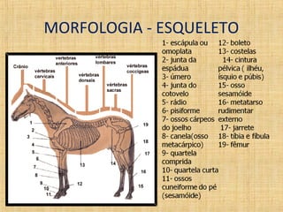 MORFOLOGIA - ESQUELETO 
 