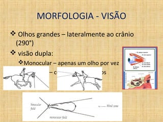 MORFOLOGIA - VISÃO 
 Olhos grandes – lateralmente ao crânio 
(290°) 
 visão dupla: 
Monocular – apenas um olho por vez 
Binocular – com ambos os olhos 
 