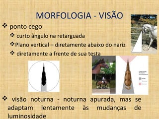 MORFOLOGIA - VISÃO 
 ponto cego 
 curto ângulo na retarguada 
Plano vertical – diretamente abaixo do nariz 
 diretamente a frente de sua testa 
 visão noturna - noturna apurada, mas se 
adaptam lentamente às mudanças de 
luminosidade 
 