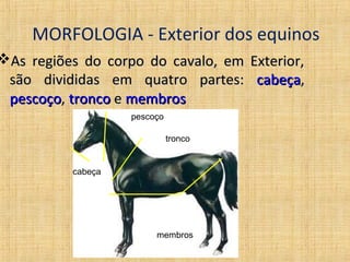 MORFOLOGIA - Exterior dos equinos 
As regiões do corpo ddoo ccaavvaalloo,, eemm EExxtteerriioorr,, 
ssããoo ddiivviiddiiddaass eemm qquuaattrroo ppaarrtteess:: ccaabbeeççaa,, 
ppeessccooççoo,, ttrroonnccoo ee mmeemmbbrrooss 
cabeça 
pescoço 
tronco 
membros 
 