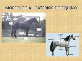 MORFOLOGIA – EXTERIOR DO EQUINO 
 