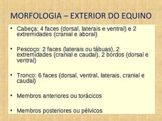 MORFOLOGIA – EXTERIOR DO EQUINO 
 