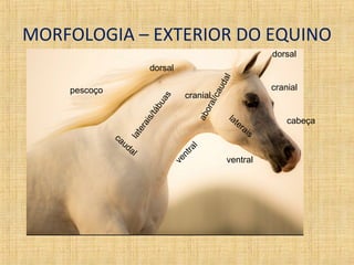 MORFOLOGIA – EXTERIOR DO EQUINO 
dorsal 
laterais 
ventral 
cranial 
aboral/caudal 
dorsal 
laterais/tábuas 
cranial 
ventral 
caudal 
cabeça 
pescoço 
 