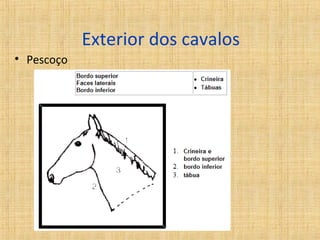 Exterior dos cavalos 
• Pescoço 
 
