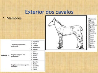 Exterior dos cavalos 
• Membros 
 