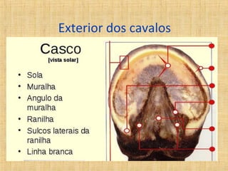 Exterior dos cavalos 
 