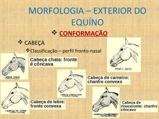 MORFOLOGIA – EXTERIOR DO 
EQUÍNO 
 CONFORMAÇÃO 
 CABEÇA 
Classificação – perfil fronto-nasal 
 