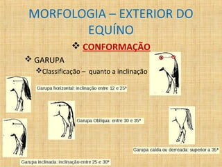 MORFOLOGIA – EXTERIOR DO 
EQUÍNO 
 CONFORMAÇÃO 
 GARUPA 
Classificação – quanto a inclinação 
 