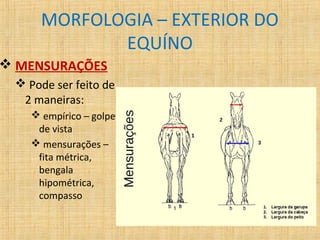 MORFOLOGIA – EXTERIOR DO 
EQUÍNO 
 MENSURAÇÕES 
 Pode ser feito de 
2 maneiras: 
 empírico – golpe 
de vista 
 mensurações – 
fita métrica, 
bengala 
hipométrica, 
compasso 
 