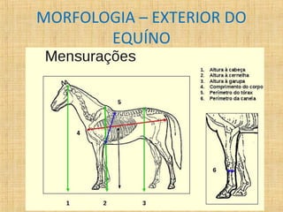 MORFOLOGIA – EXTERIOR DO 
EQUÍNO 
 