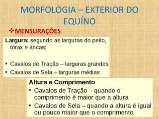 MORFOLOGIA – EXTERIOR DO 
MENSURAÇÕES 
EQUÍNO 
 