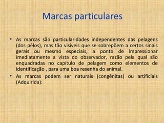 Marcas particulares 
• As marcas são particularidades independentes das pelagens 
(dos pêlos), mas tão visíveis que se sobrepõem a certos sinais 
gerais ou mesmo especiais, a ponto de impressionar 
imediatamente a vista do observador, razão pela qual são 
enquadradas no capítulo de pelagem como elementos de 
identificação , para uma boa resenha do animal. 
• As marcas podem ser naturais (congênitas) ou artificiais 
(Adquirida): 
 