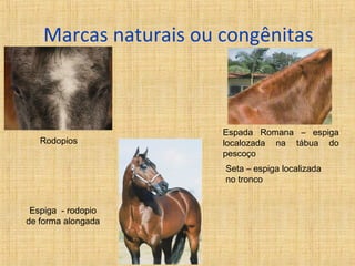 Marcas naturais ou congênitas 
Rodopios 
Espiga - rodopio 
de forma alongada 
Espada Romana – espiga 
localozada na tábua do 
pescoço 
Seta – espiga localizada 
no tronco 
 