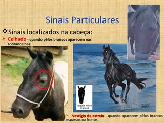Sinais Particulares 
Sinais localizados na cabeça: 
 Celhado - quando pêlos brancos aparecem nas 
sobrancelhas. 
 VVeessttííggiioo ddee eessttrreellaa -- qquuaannddoo aappaarreecceemm ppêêllooss bbrraannccooss 
eessppaarrssooss nnaa ffrroonnttee.. 
 
