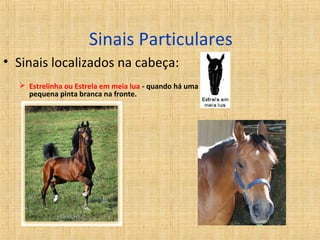 Sinais Particulares 
• Sinais localizados na cabeça: 
 Estrelinha ou Estrela em meia lua - quando há uma 
pequena pinta branca na fronte. 
 