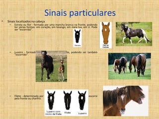 Sinais particulares 
• Sinais localizados na cabeça 
– Estrela ou flor - formada por uma mancha branca na fronte, podendo 
ter várias formas: em coração, em losango, em meia lua, em U. Pode 
ser "escorrida". 
– Luzeiro - formado por uma malha na fronte, podendo ser também 
"escorrido". 
– Filete - determinado por um estreito fio de pêlos brancos que escorre 
pela fronte ou chanfro. 
 