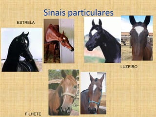 Sinais particulares 
ESTRELA 
LUZEIRO 
FILHETE 
 