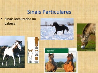 Sinais Particulares 
• Sinais localizados na 
cabeça 
 