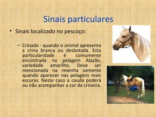 Sinais particulares 
• Sinais localizado no pescoço: 
– Crinado - quando o animal apresenta 
a crina branca ou desbotada. Esta 
particularidade é comumente 
encontrada na pelagem Alazão, 
variedade amarilho. Deve ser 
mencionada na resenha somente 
quando aparecer nas pelagens mais 
escuras. Neste caso a cauda poderá 
ou não acompanhar a cor da crineira. 
 