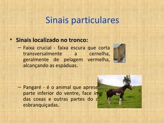 Sinais particulares 
• Sinais localizado no tronco: 
– Faixa crucial - faixa escura que corta 
transversalmente a cernelha, 
geralmente de pelagem vermelha, 
alcançando as espáduas. 
– Pangaré - é o animal que apresenta a 
parte inferior do ventre, face interna 
das coxas e outras partes do corpo, 
esbranquiçadas. 
 