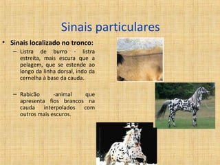 Sinais particulares 
• Sinais localizado no tronco: 
– Listra de burro - listra 
estreita, mais escura que a 
pelagem, que se estende ao 
longo da linha dorsal, indo da 
cernelha à base da cauda. 
– Rabicão -animal que 
apresenta fios brancos na 
cauda interpolados com 
outros mais escuros. 
 