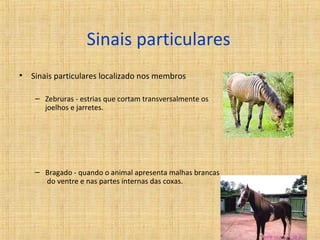 Sinais particulares 
• Sinais particulares localizado nos membros 
– Zebruras - estrias que cortam transversalmente os 
joelhos e jarretes. 
– Bragado - quando o animal apresenta malhas brancas 
do ventre e nas partes internas das coxas. 
 