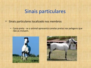 Sinais particulares 
• Sinais particulares localizado nos membros 
– Cana-preta - se o animal apresenta canelas pretas nas pelagens que 
não as incluem. 
 
