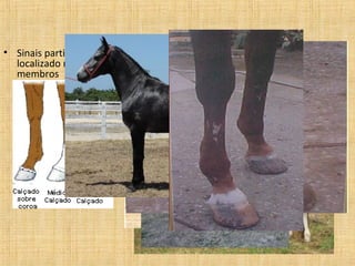 Sinais particulares • Sinais particulares 
localizado nos 
membros 
 