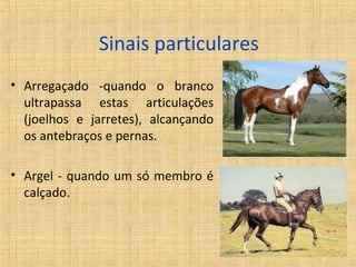 Sinais particulares 
• Arregaçado -quando o branco 
ultrapassa estas articulações 
(joelhos e jarretes), alcançando 
os antebraços e pernas. 
• Argel - quando um só membro é 
calçado. 
 