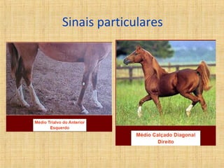 Sinais particulares 
 