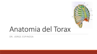 Anatomia del Torax
DR. JORGE ESPINOSA
 