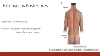 Extrínsecos Posteriores
Superficiales: Forman la pared.
Profundos: Erectores y rotadores de la columna
( Musc. De la masa común).
 