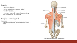 Trapecio
- Base en columna.
- O: Lig espinal y nucal hasta la 12.-
vertebra toracica.
- Insertan: espina de escapula, acromion y
porcion acromial de clavícula.
N: espinal y cervicales (c3-c4)
I: cervical
transversa/occipital/supraescapular/interc
ostal.
 