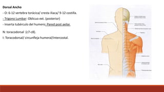 Dorsal Ancho
- O: 6-12 vertebra torácica/ cresta iliaca/ 9-12 costilla.
- Trigono Lumbar: Oblicuo ext. (posterior)
- Inserta tubérculo del humero: Pared post axilar.
N: toracodorsal (c7-c8).
I: Toracodorsal/ circunfleja humeral/intercostal.
 