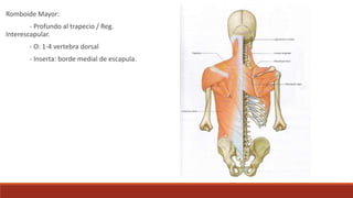 Romboide Mayor:
- Profundo al trapecio / Reg.
Interescapular.
- O: 1-4 vertebra dorsal
- Inserta: borde medial de escapula.
 