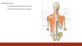 Romboide Menor
- O: Ultimas dos vertebras cervicales
- Inserta: Borde medial de escapula.
 