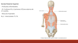 Serrato Posterior Superior
- Profundo al Romboideo.
- O: 2 ultimas VC y 2 primeras VT/cara externa de
2-5 costilla.
- Musculo Inspirador.
N y I: Intercostales T1-T4.
 