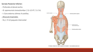 Serrato Posterior Inferior:
- Profundo al dorsal ancho.
- O: aponeurosis toracolumbar / 11-12 VT / 1-2 VL
- I: Cara externa ultimas 4 costillas.
- Musculo Inspirador.
- N y I: 9-12 paquete intercostal
 